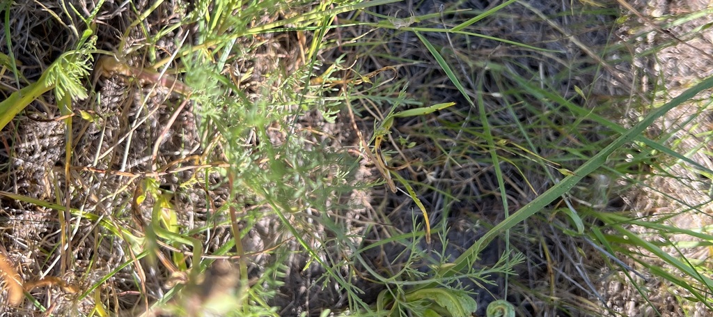 Lomatium bradshawii; photograph (c) Judi Sanders, some rights reserved (CC BY)
