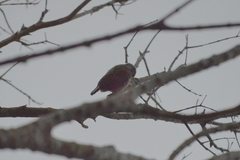 Picumnus albosquamatus