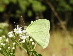 Aphrissa statira statira