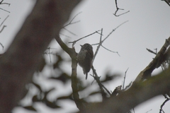 Picumnus albosquamatus