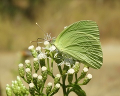 Aphrissa statira statira