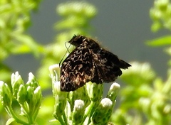 Cycloglypha thrasibulus