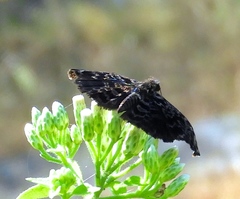 Cycloglypha thrasibulus