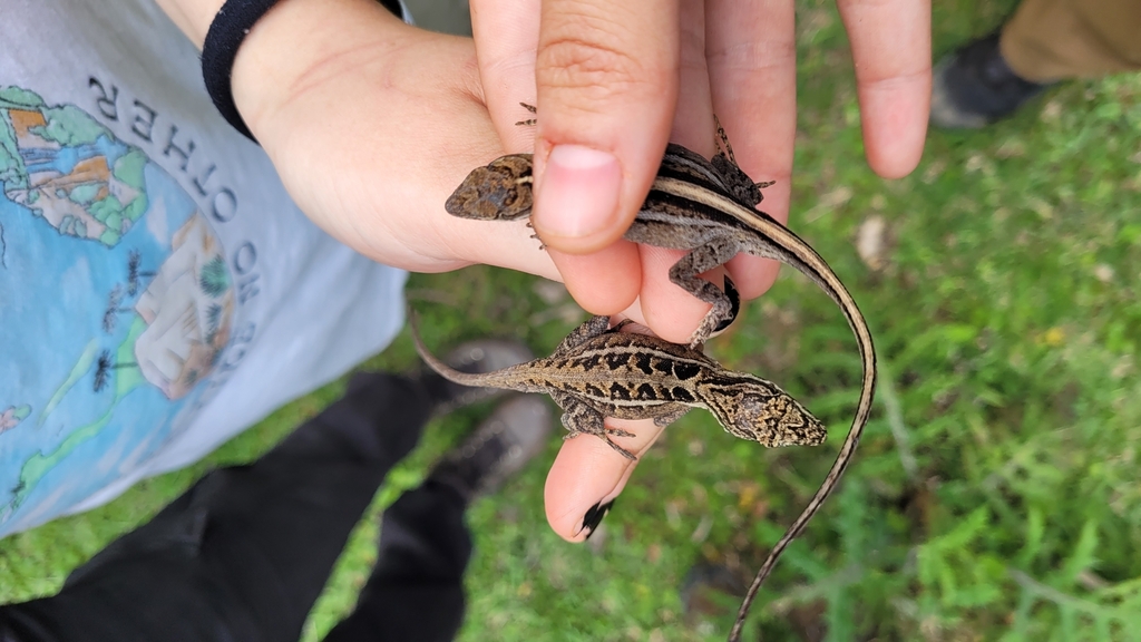 Berta's Anole