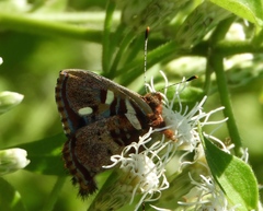 Anteros carausius carausius