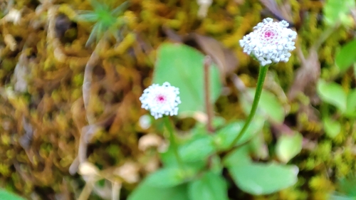 Acmella leucantha