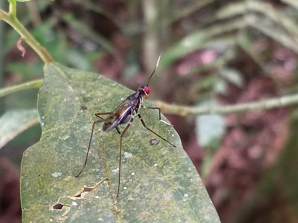 Grallomyia