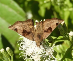 Arteurotia tractipennis tractipennis