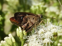 Polygonus leo arizonensis