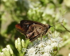 Polygonus leo arizonensis