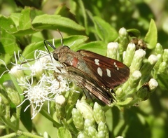 Polygonus leo arizonensis