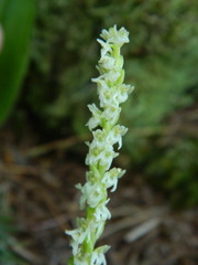 Platanthera ephemerantha