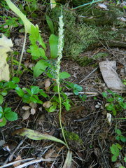 Platanthera ephemerantha