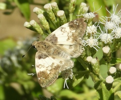 Polyctor cleta
