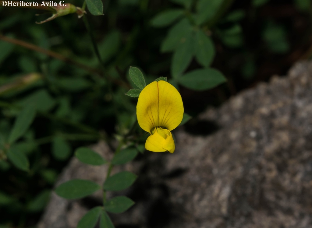 Hosackia repens