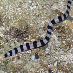 Myrichthys colubrinus