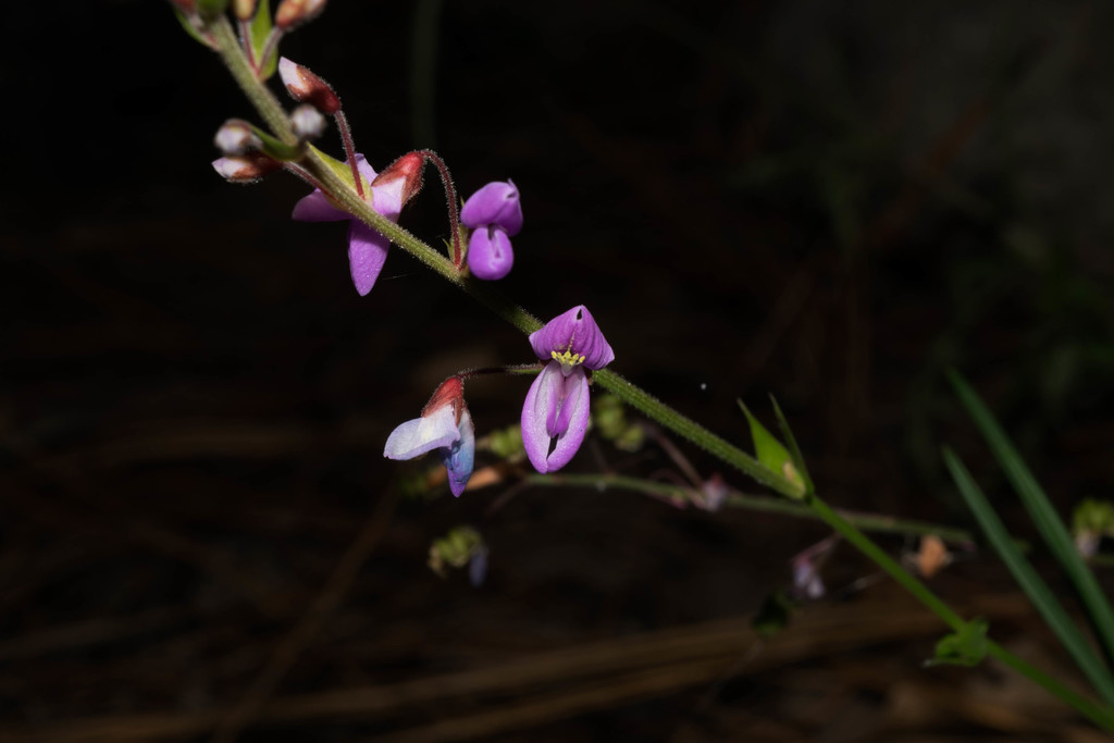 Desmodium cordistipulum