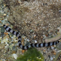 Myrichthys colubrinus