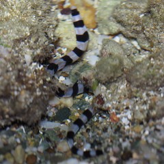 Myrichthys colubrinus