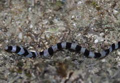 Myrichthys colubrinus