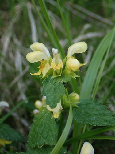 Lamium galeobdolon