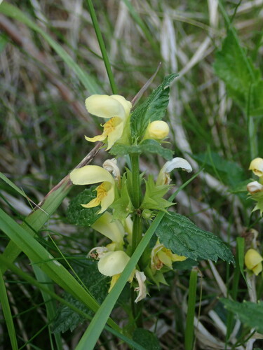 Lamium galeobdolon