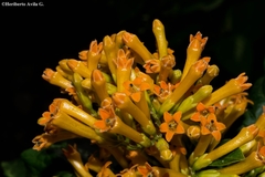 Cestrum thyrsoideum