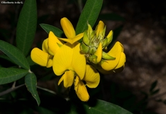 Crotalaria micans