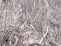 Troglodytes hiemalis