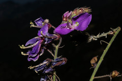 Desmodium bellum
