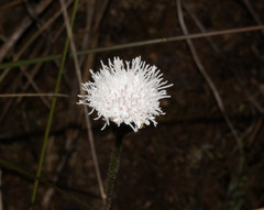 Ageratina bellidifolia
