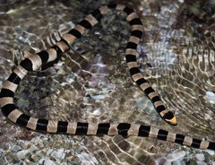 Laticauda saintgironsi