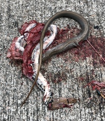 Coelognathus radiatus