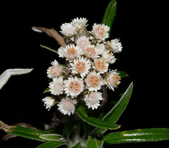Gnaphaliothamnus salicifolius