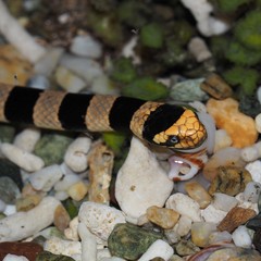 Laticauda saintgironsi