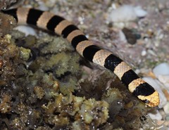 Laticauda saintgironsi