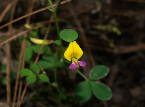 Sonoran bird's-foot trefoil (Lotus alamosanus)