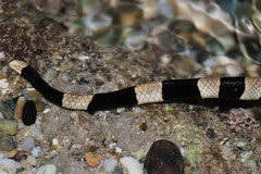 Laticauda saintgironsi