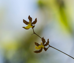 Oncidium brachyandrum
