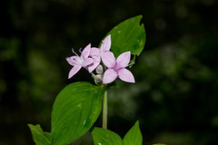 Crusea coccinea breviloba