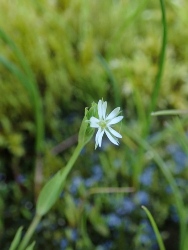 hviezdica kuričkovitá (Stellaria alsine)