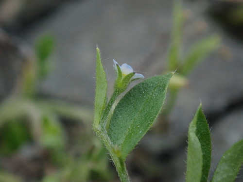 nezábudka riedkokvetá (Myosotis sparsiflora)