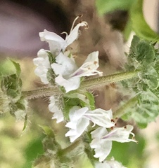 Ocimum × africanum