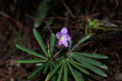 Oxalis hernandesii