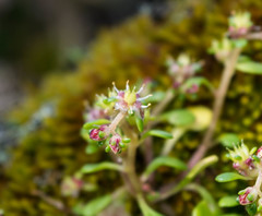 Sedum quadripetalum