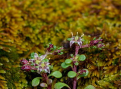 Sedum quadripetalum