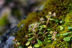 Sedum quadripetalum