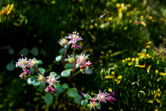 Sedum quadripetalum