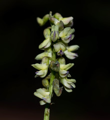 Astragalus sinaloae