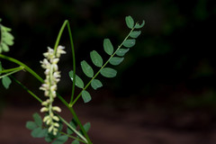 Astragalus sinaloae
